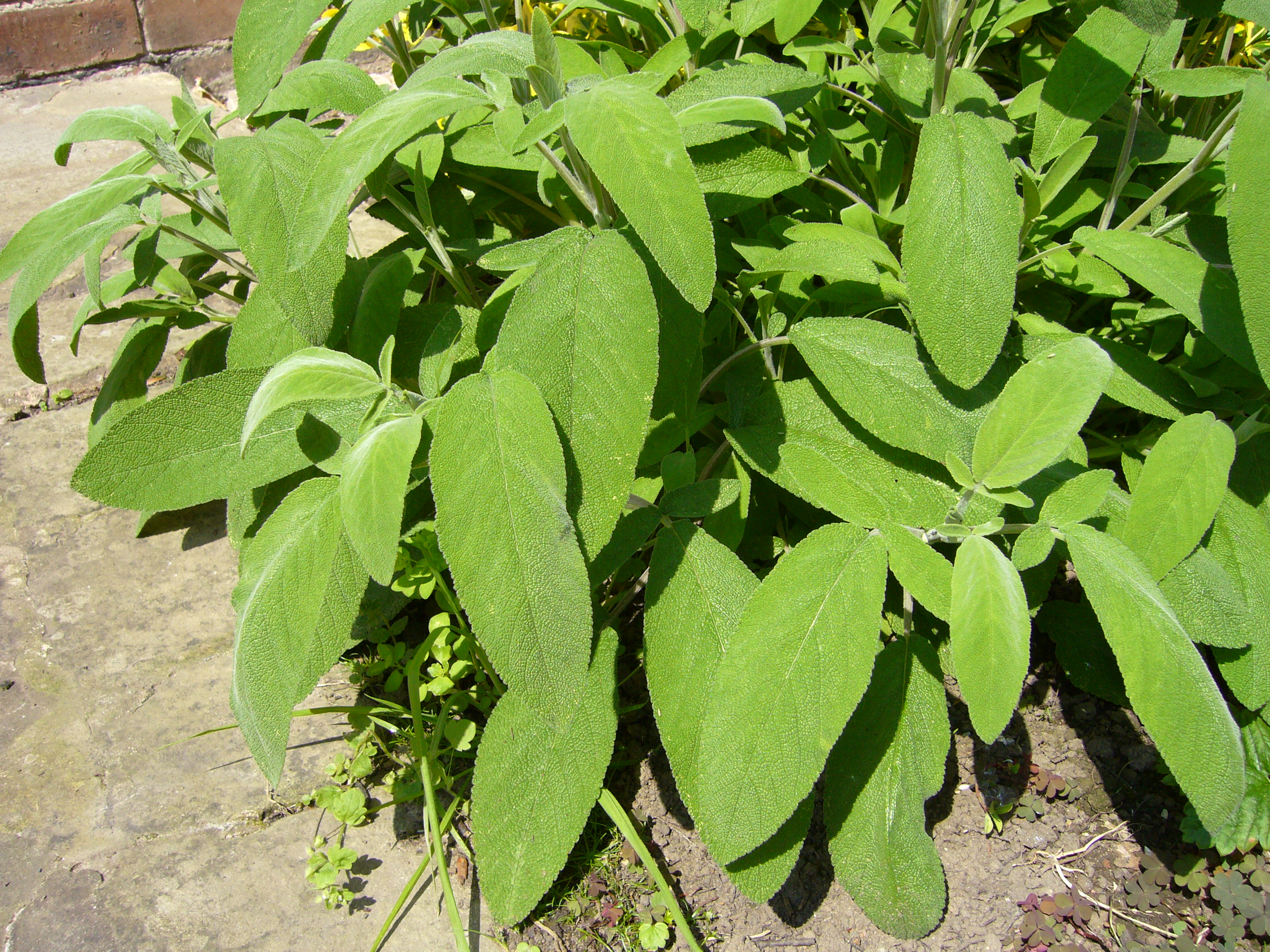 Salvia_officinalis2.JPG