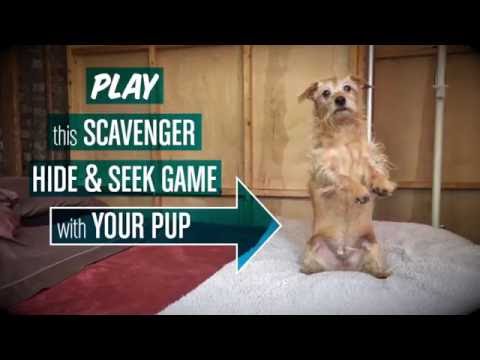 Scavenger Hide &amp;amp; Seek Video for Dogs