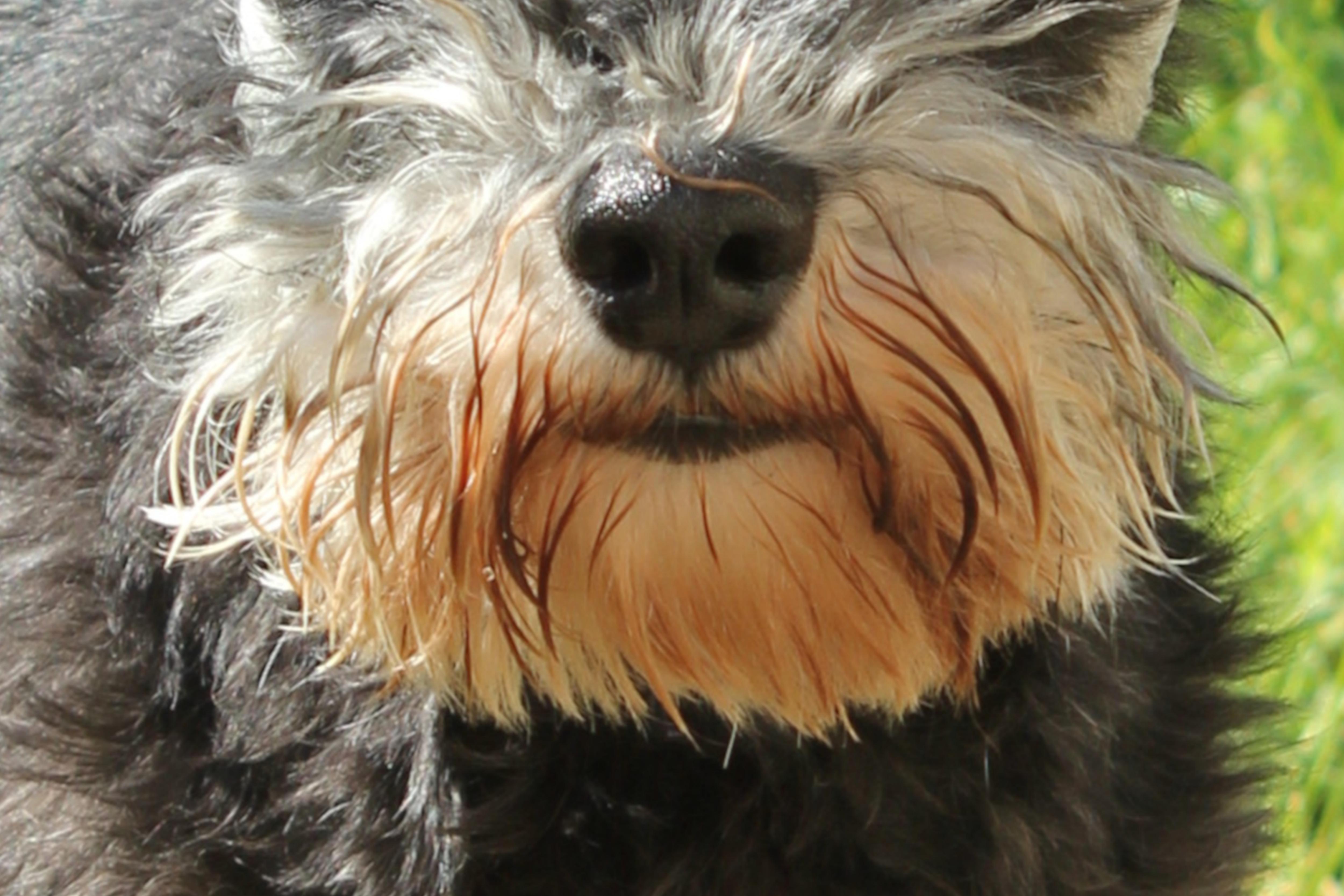 Schnauzer.JPG