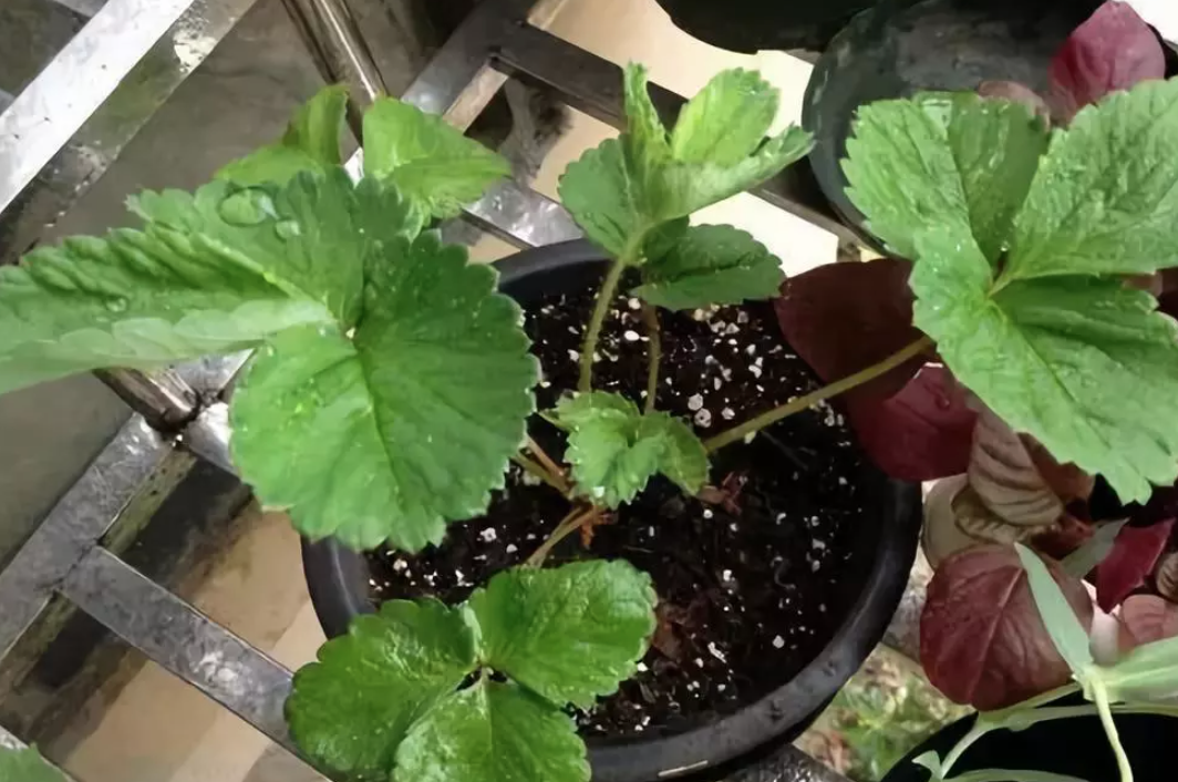 Seedling Period Care.png
