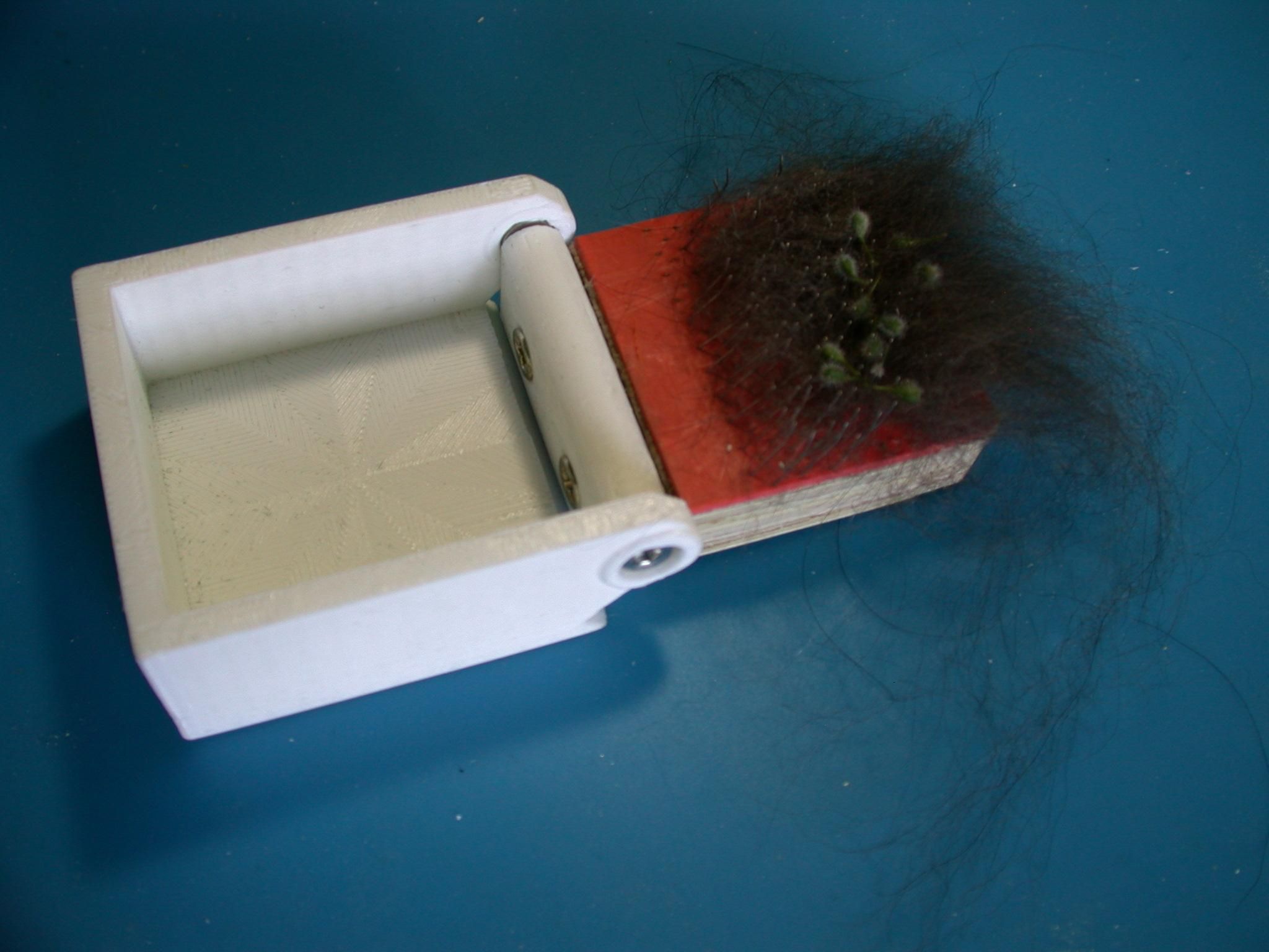 Seeds collected.JPG
