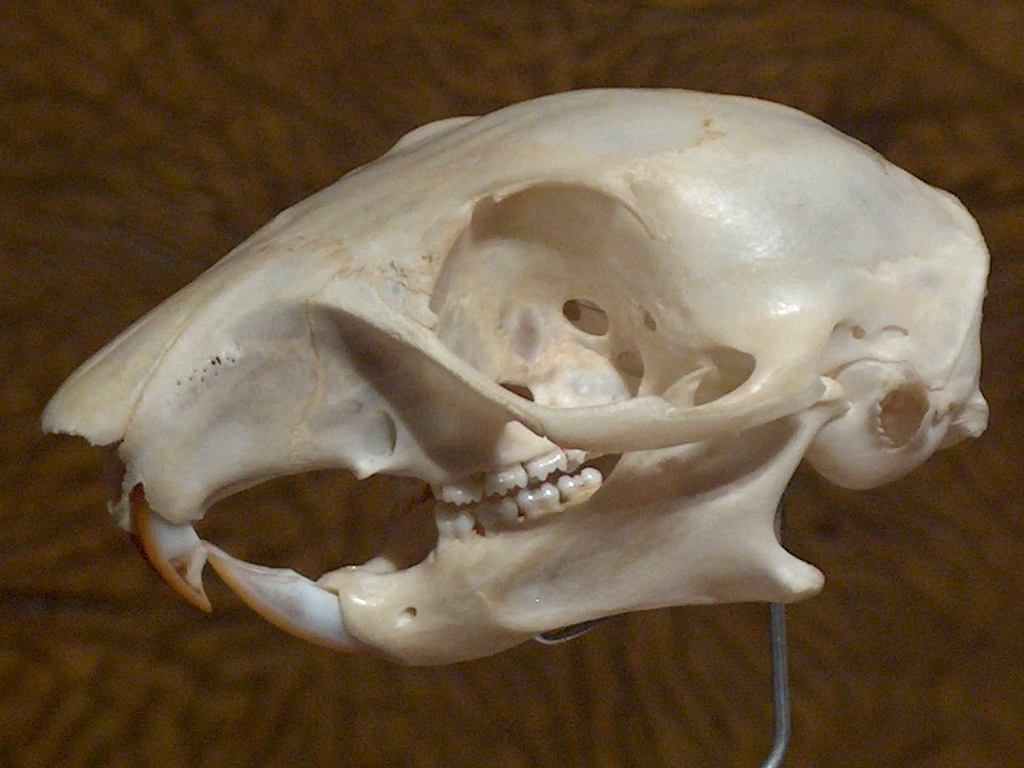 Skull close up.JPG