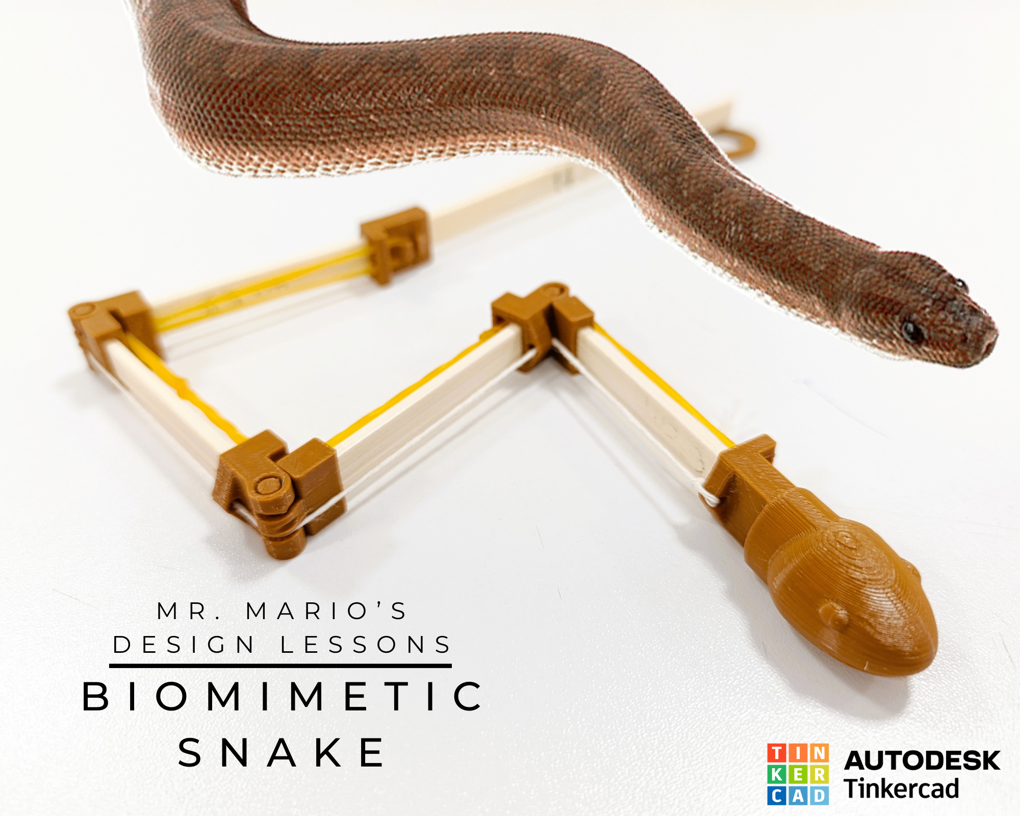 Snake cover.png