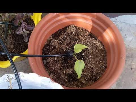 Soil Moisture Feedback Controlled Internet Connected Drip Irrigation System (ESP32 and Blynk)