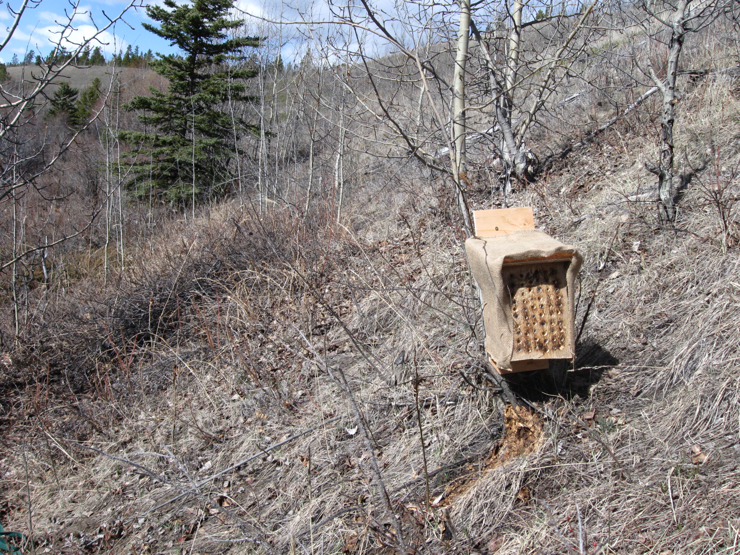 Solitary Bee Block MLeung.JPG