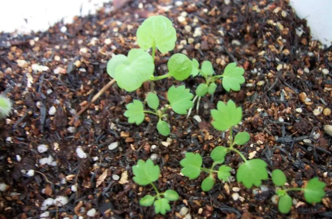 Sow Seeds2.png