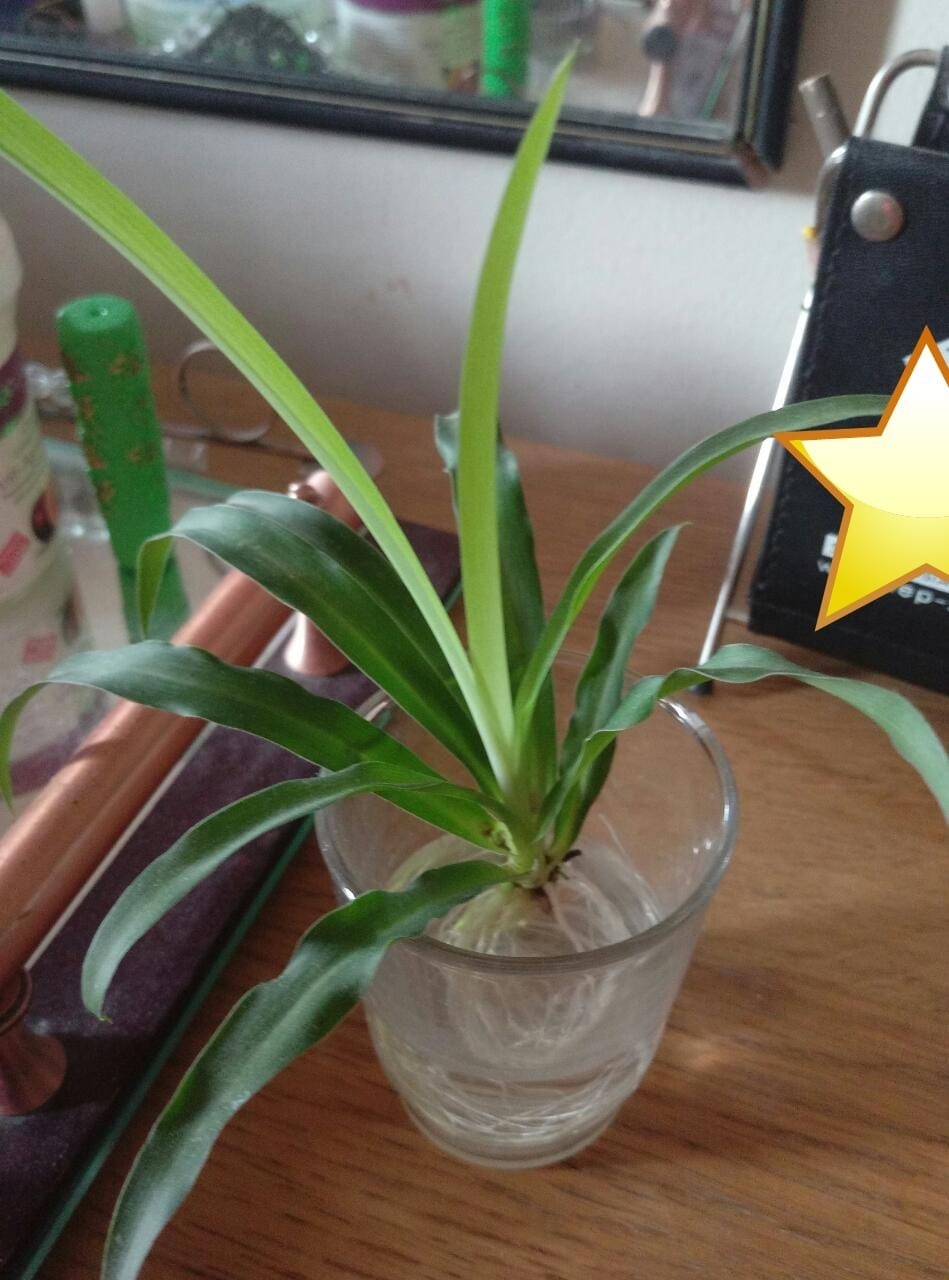 Spider Plant 2.jpeg