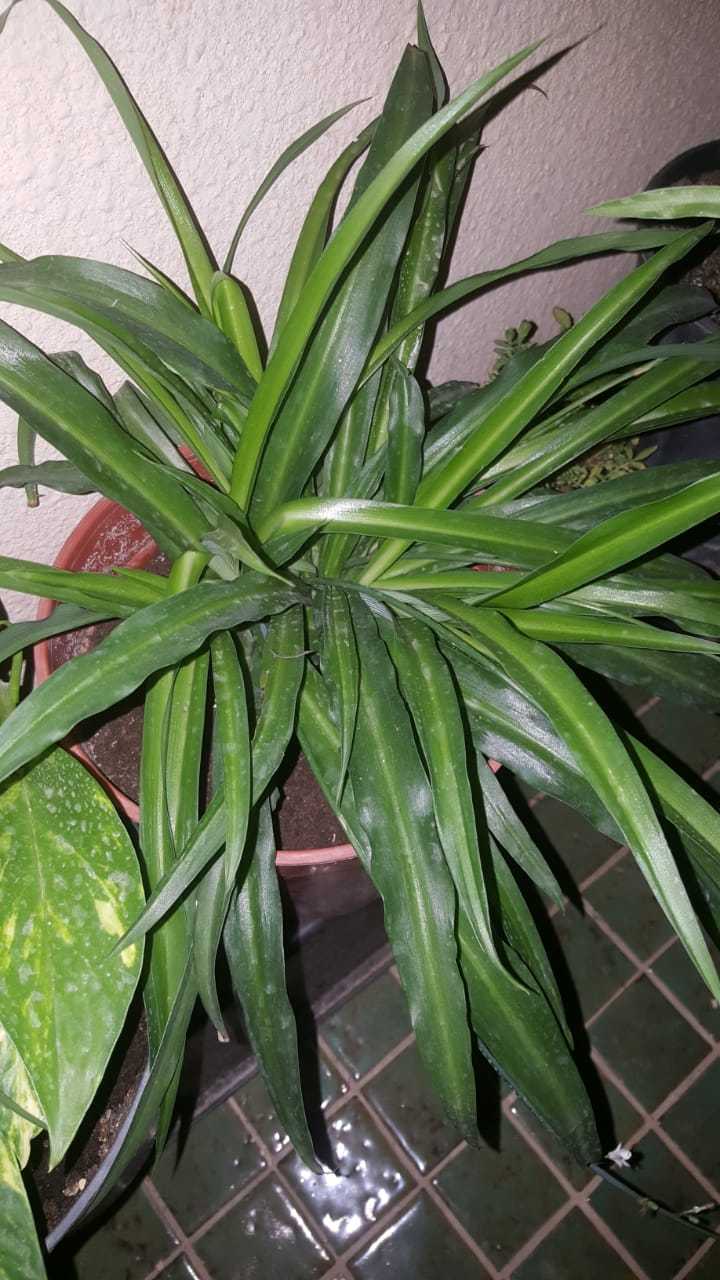 Spider Plant 6.jpeg