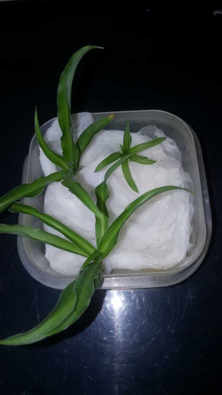 Spider plant 1.jpeg