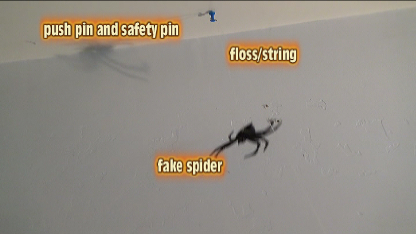 Spider1.jpg