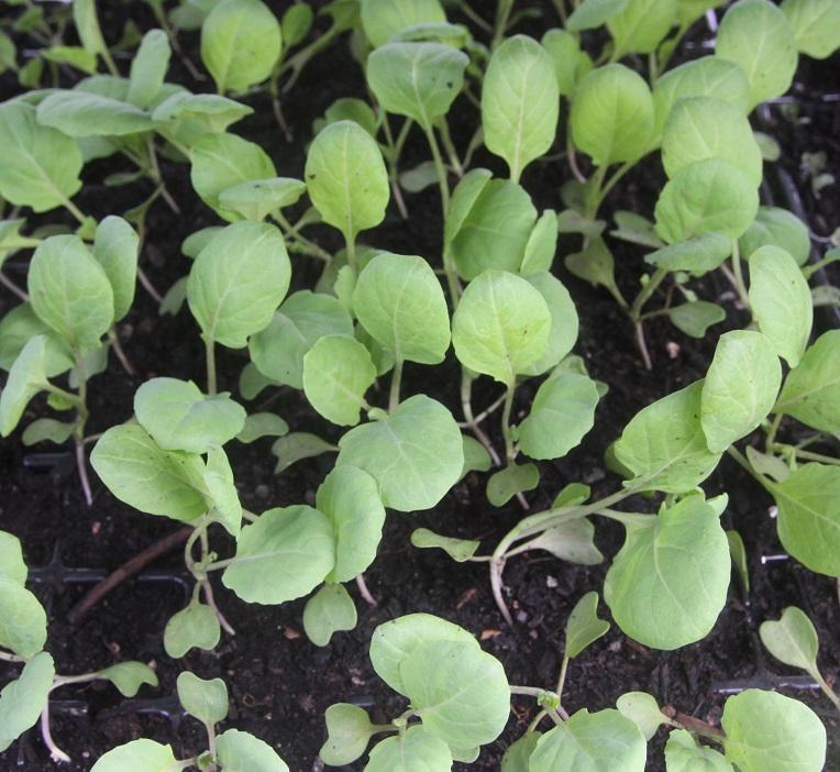 Sprout seedlings.jpg