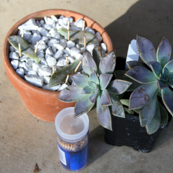 StakeGraptopetalum.jpg