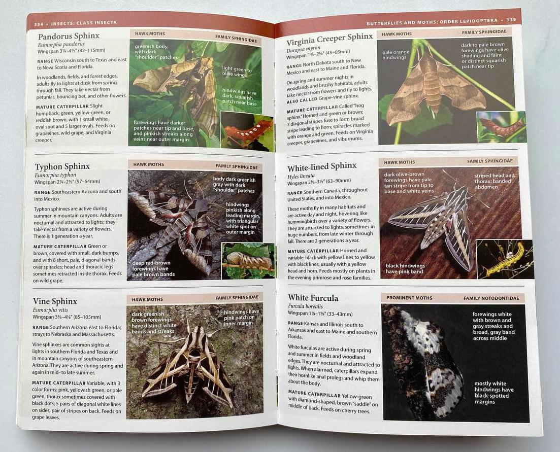 Step 6 Field Guide Spread.jpg