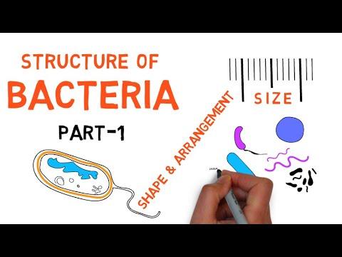 Structure of Bacteria | Part 1 | Cell size, shapes and forms