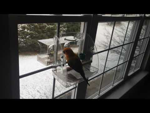 Sun Conure on a play center