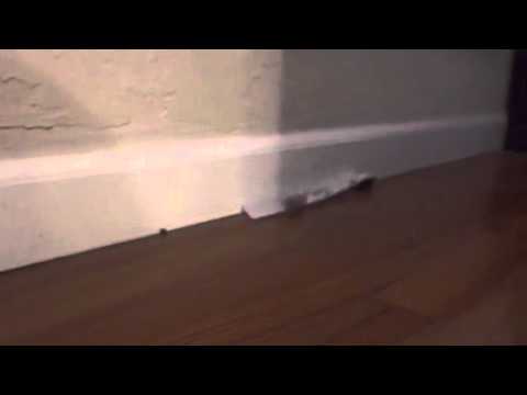 Super-cheap Floor Cleaning Robot