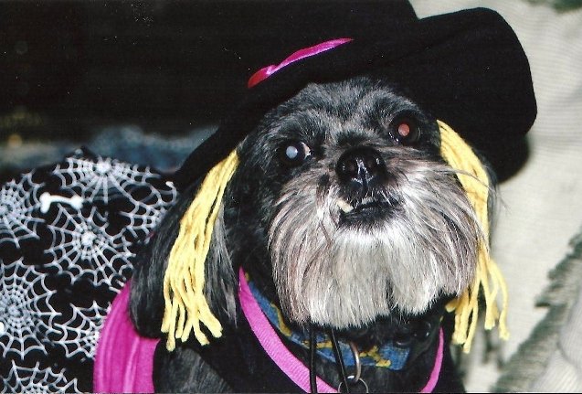 Sushi (witch costume).jpg