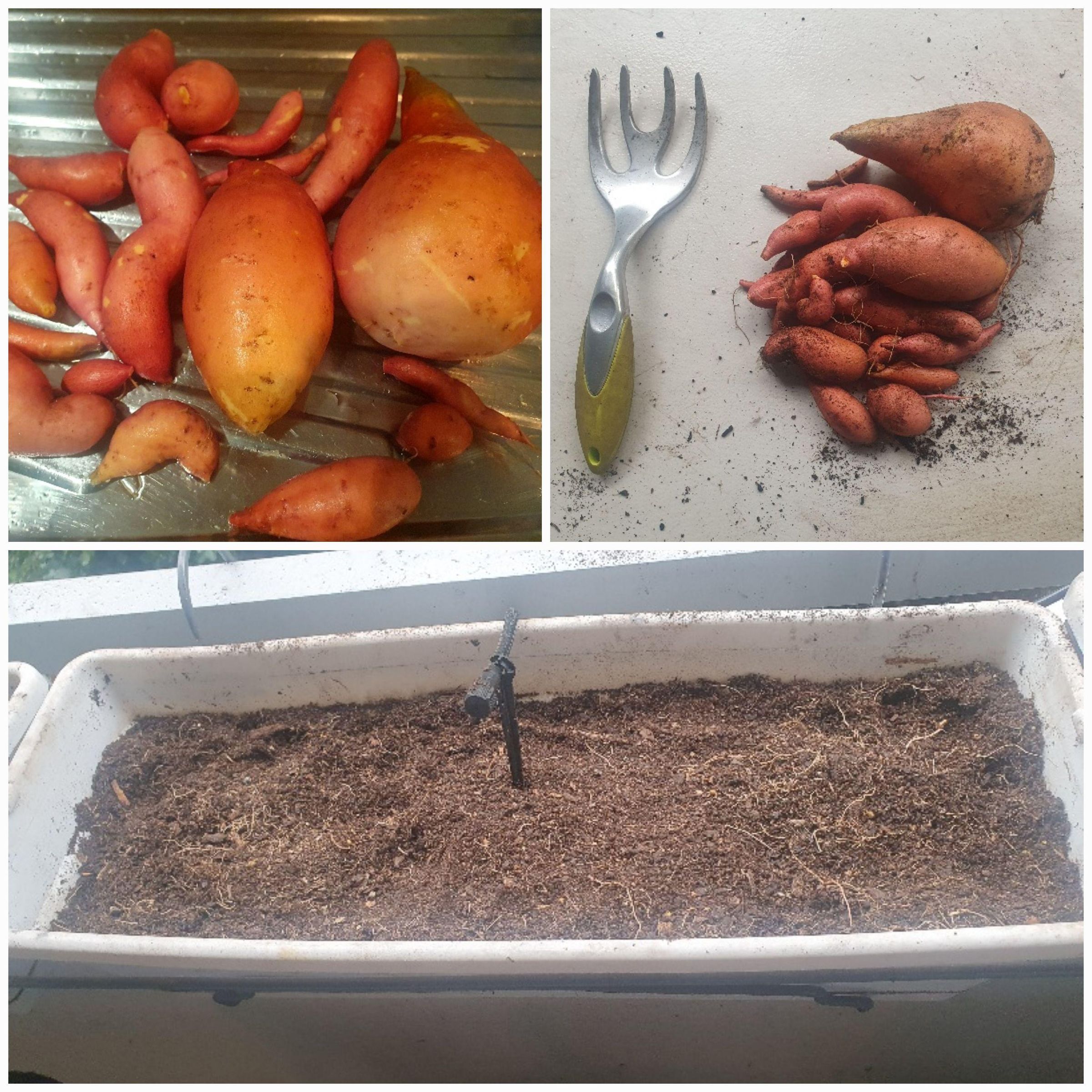 Sweetpotato.jpg
