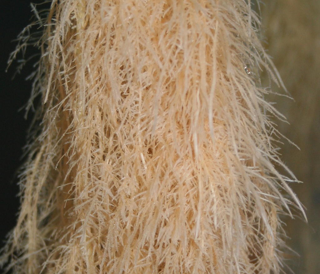 TAG roots.jpg