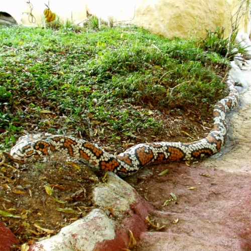 TERMITE NEST CITY (41).jpg