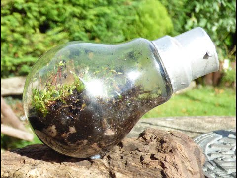 Terrarium in a Light Bulb