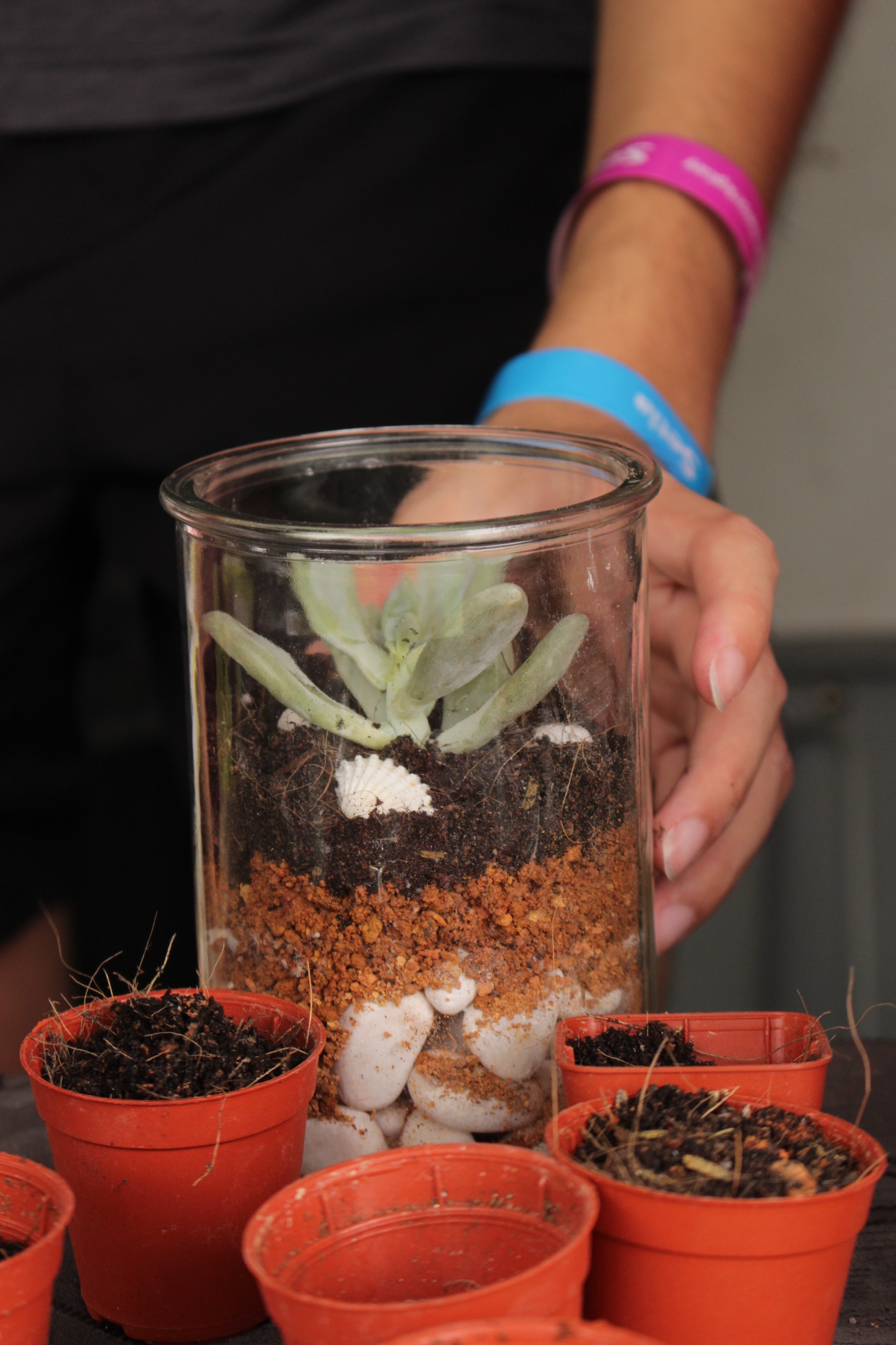 Terrarium-2.JPG