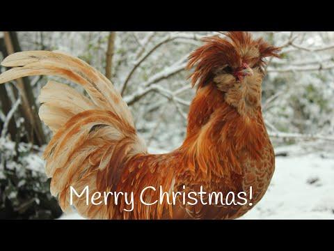 The 12 Days of Christmas Chickens Song &iexcl;Feliz Navidad! Joyeux Noel!