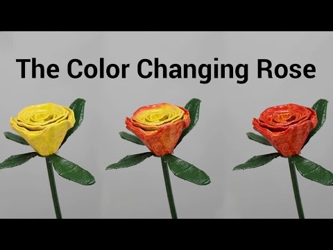 The Color Changing Rose: Valentine's Day Gift Idea