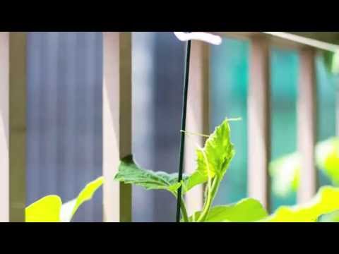 Timelapse - Chinese Squash