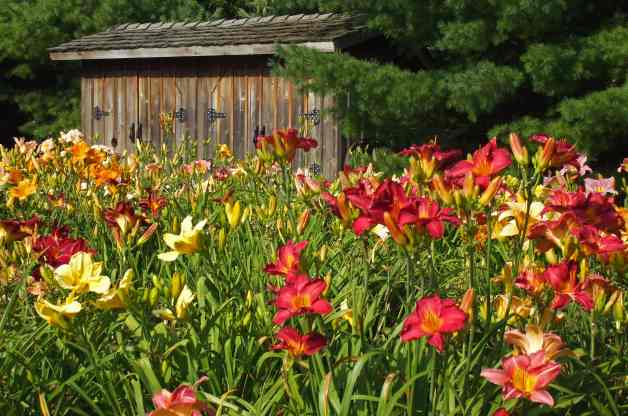Transplanting-Daylilies-Gayle-Fouts.jpg