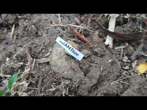 Val-ANT-tine's day messages! -Via Leafcutter Ants in Panama MOV_0482