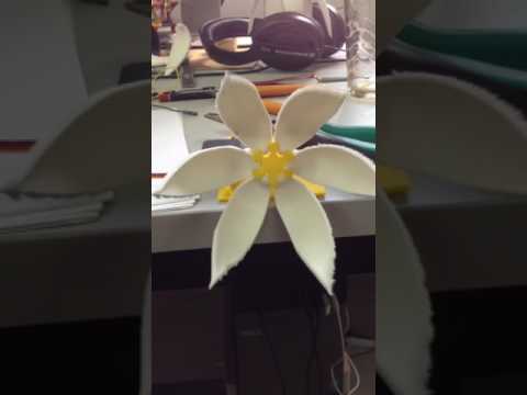 Valentine's Sunflower - movement testing