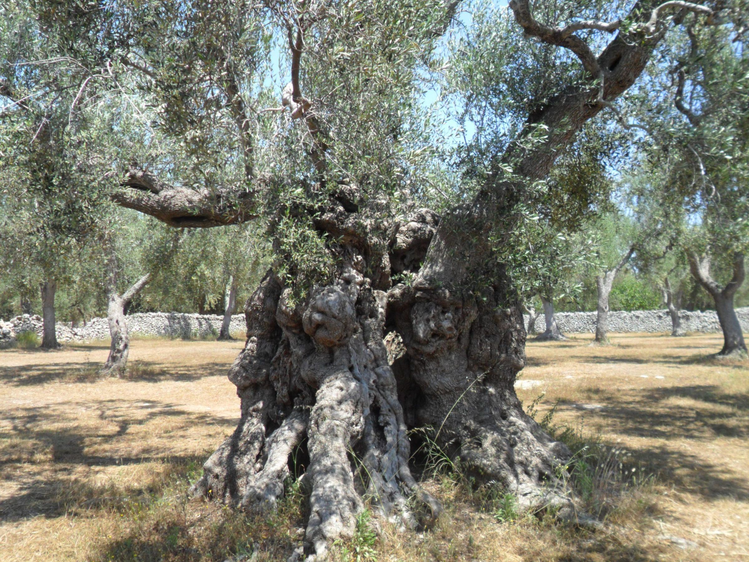 Visit-Melendugno-ulivo-borgagne-3-scaled.jpg