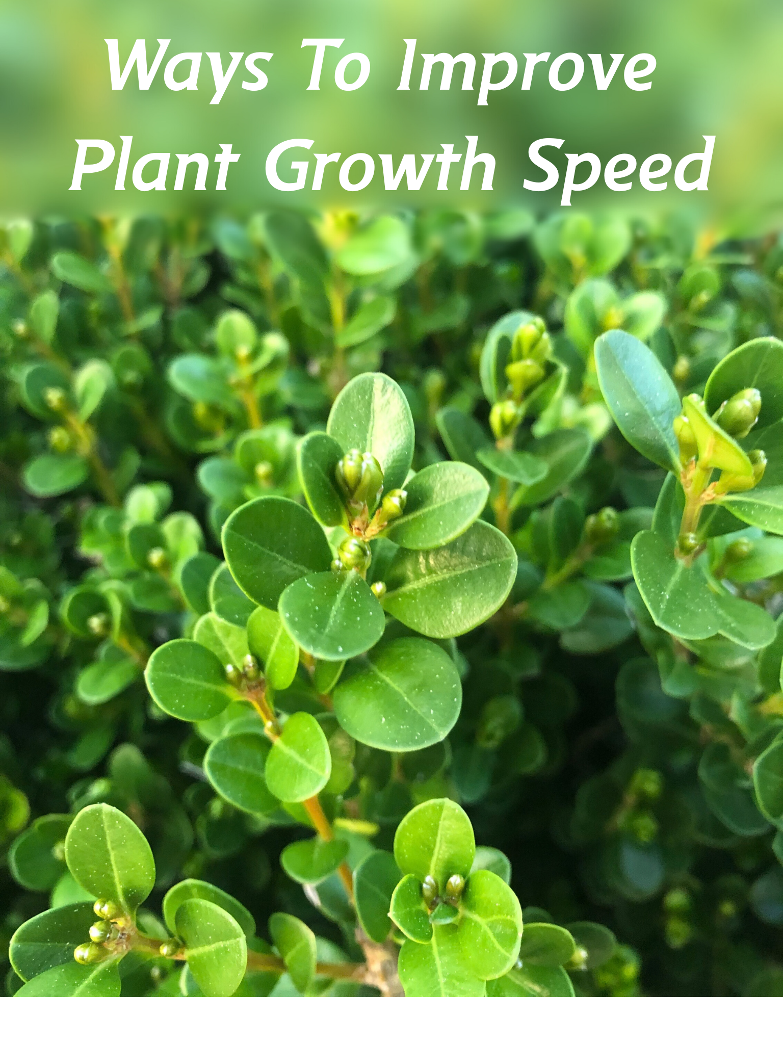 Ways to improve plant growth peed (2).png