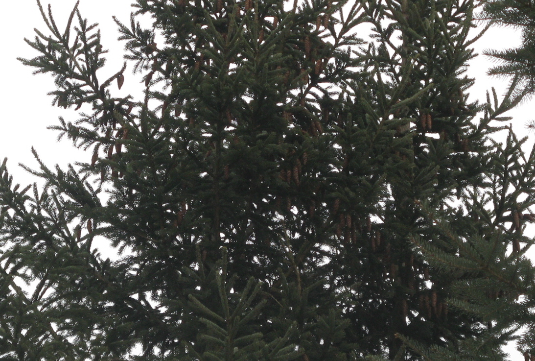 White Pine 1.JPG