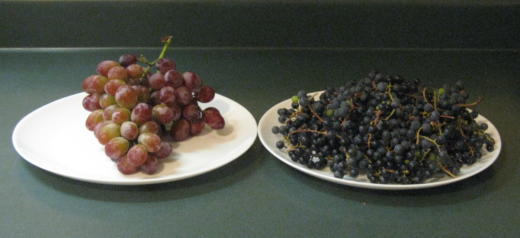 Wild Grape 6.JPG