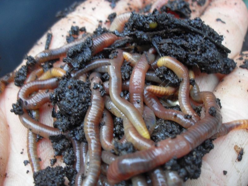 Worms.jpg