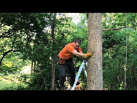 Zipline - The Treehouse Project - Part 1 (I Almost Got Hurt On The First Day Of Building)