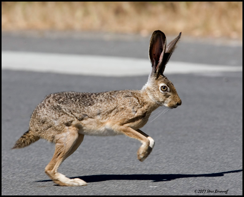 _7SB6480 jack rabbit.jpg