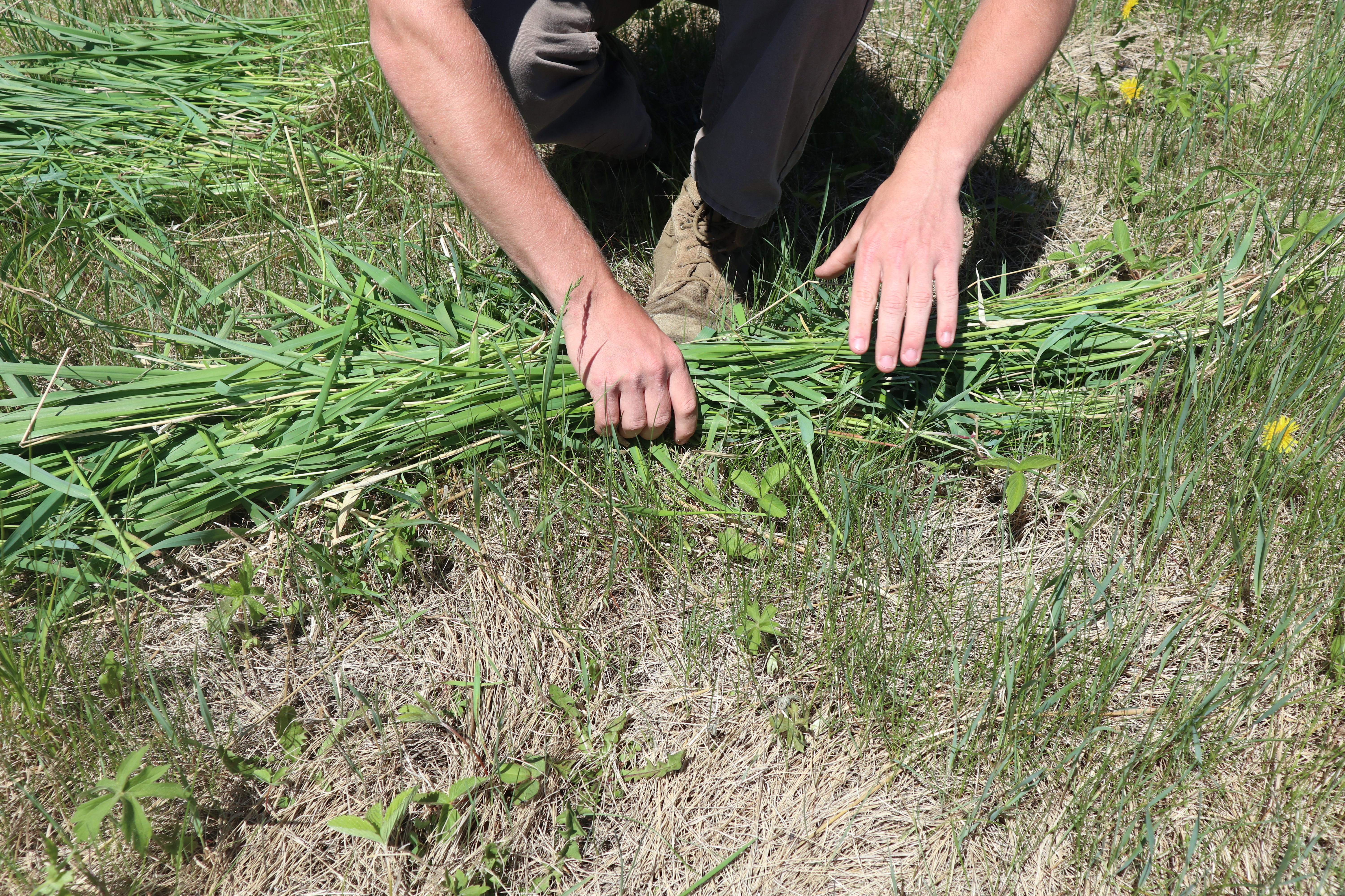 a row of grass.JPG