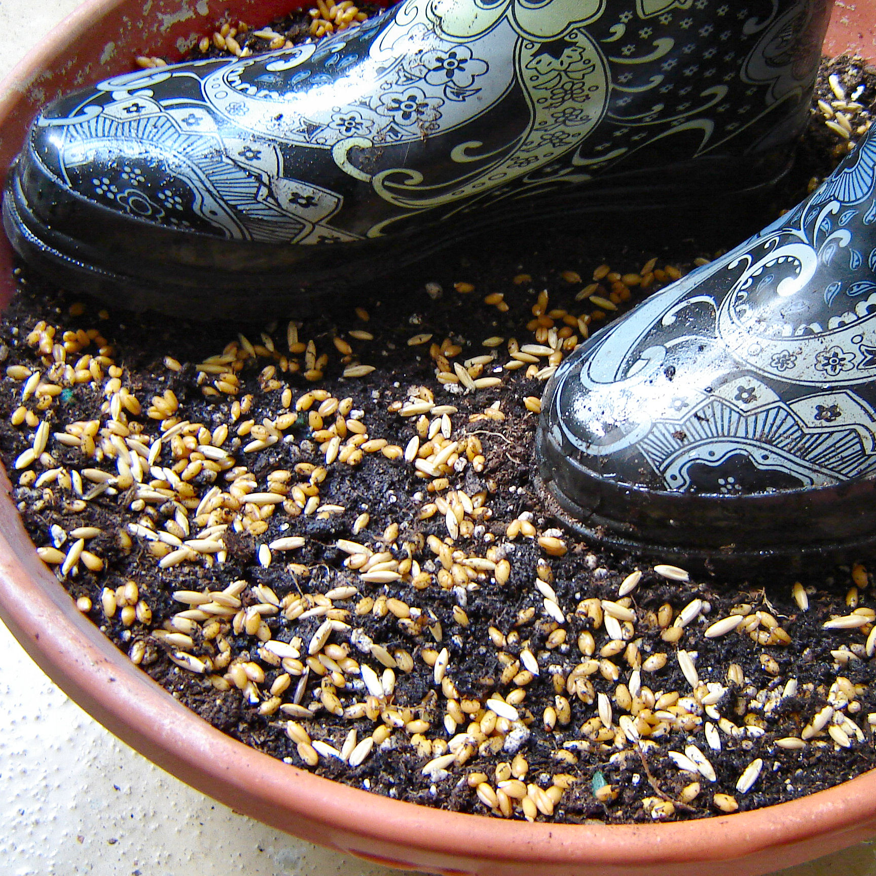 addgrassseed.JPG