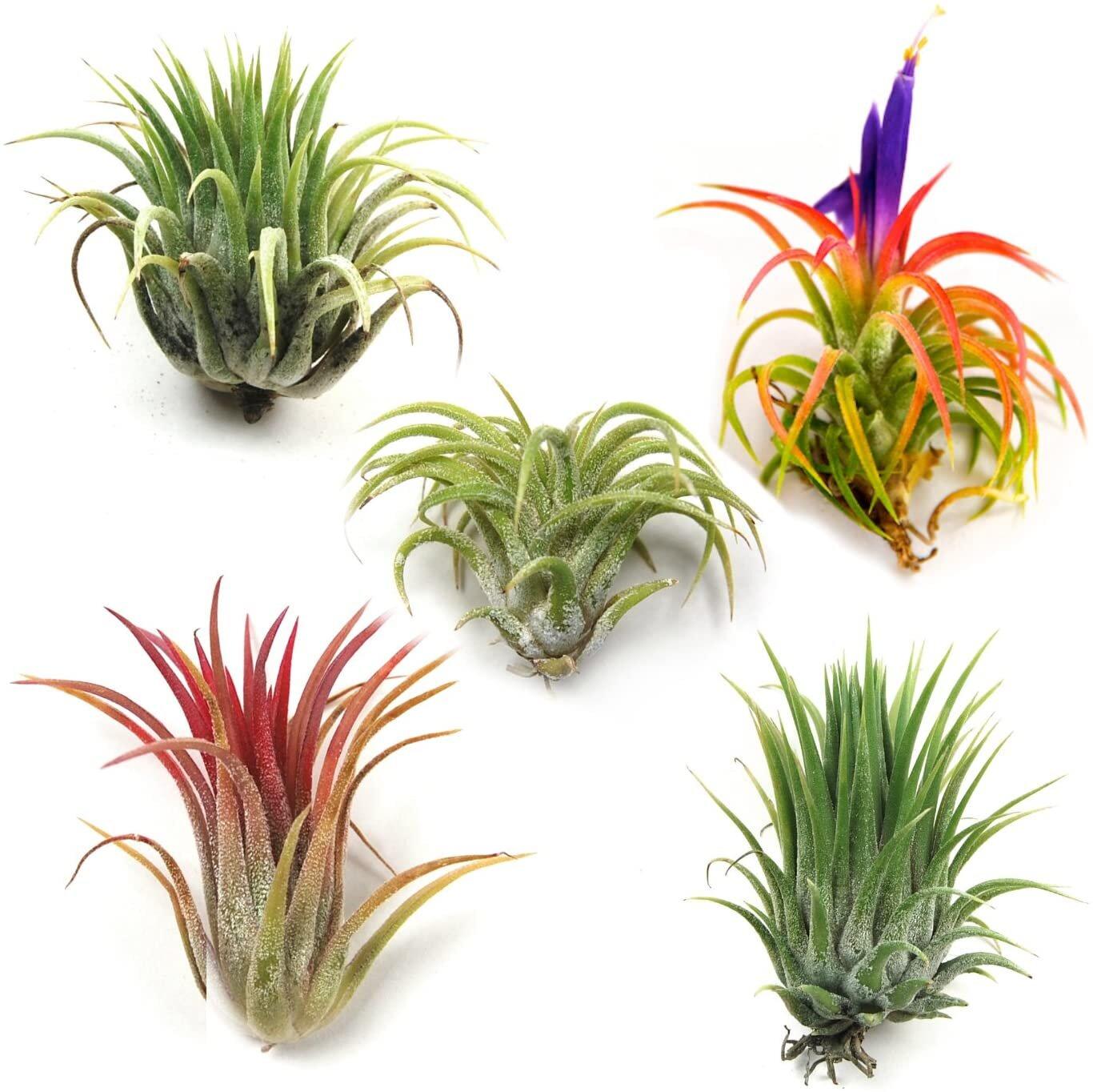 air-plant-ionantha.jpg