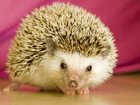 albino-Hedgehog-Erinaceus-europaeus.jpg