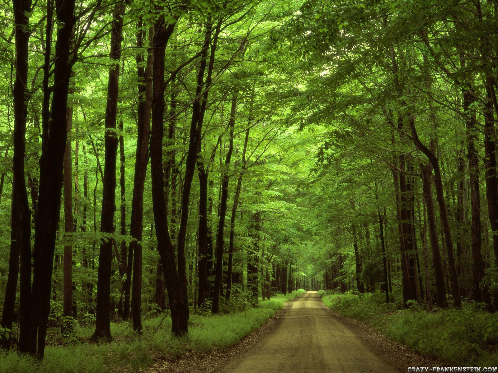 allegheny-national-forest-pennsylvania-wallpaper-1600x1200-forest-wallpaper-nature.jpg