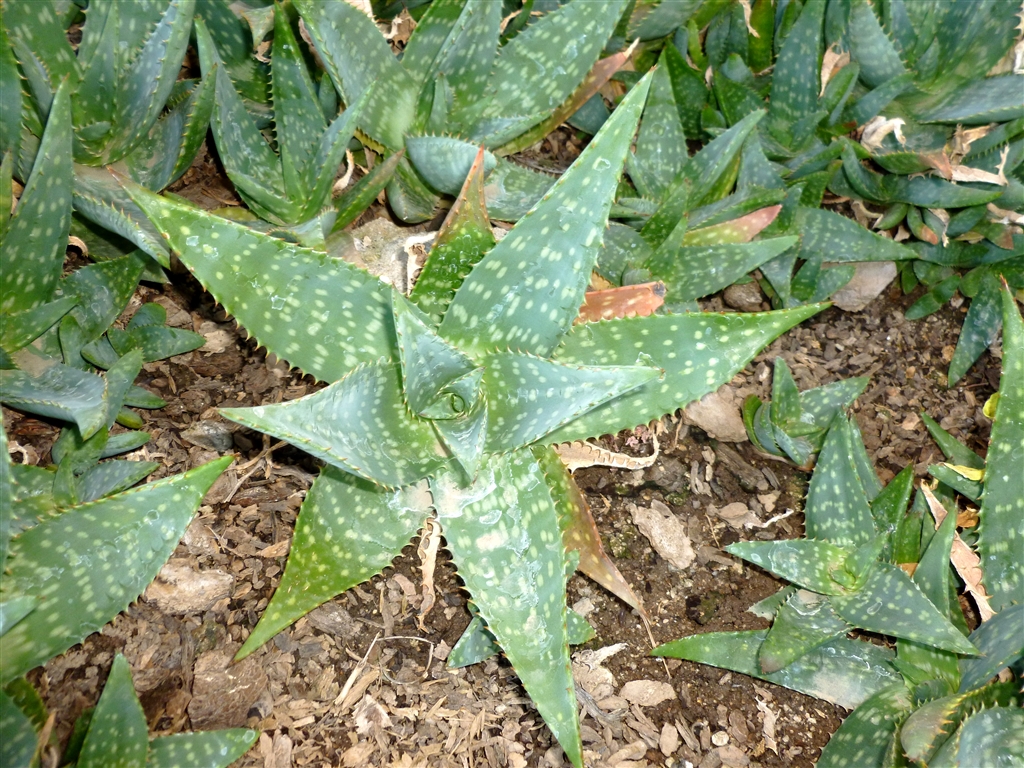 aloe gel_0002.jpg