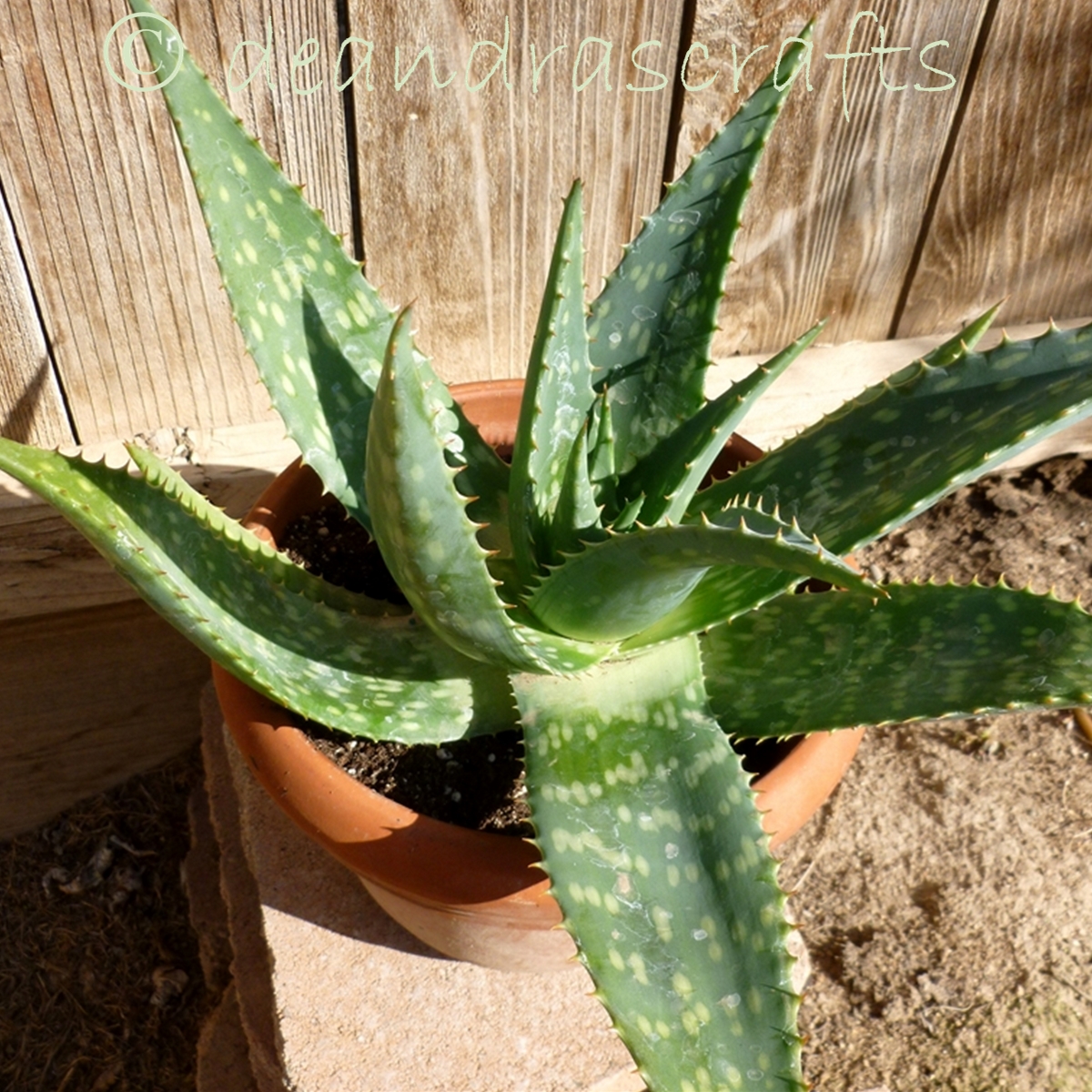 aloe plant-cover.jpg