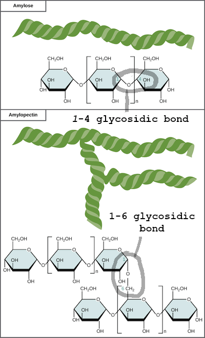 amylose vs amylopectin v2.png