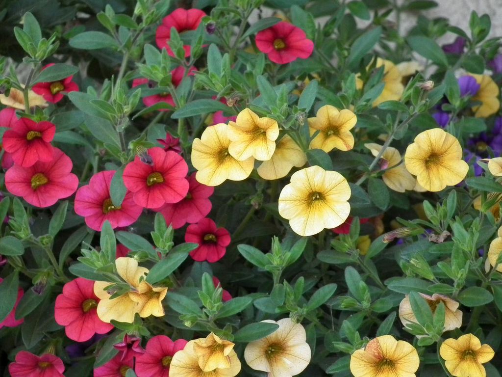 annuals.jpg