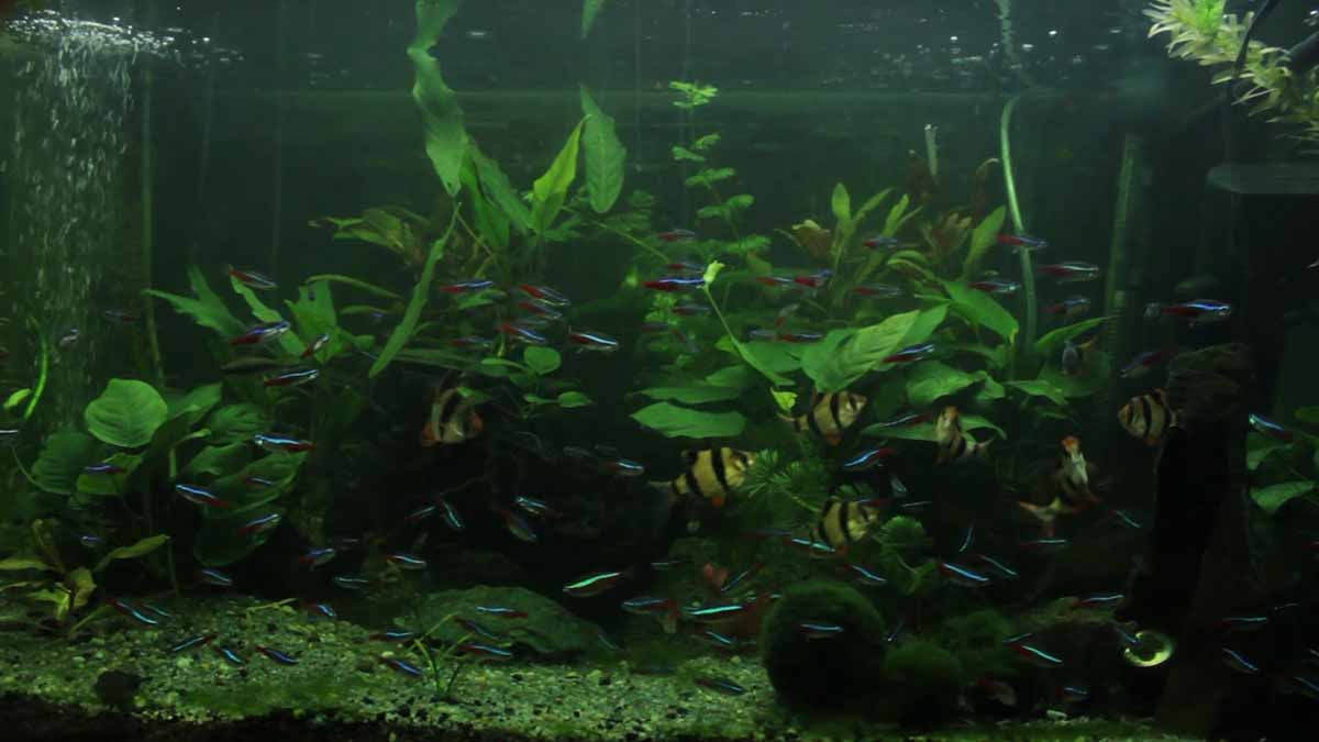 aquarium-led-light-01.jpg