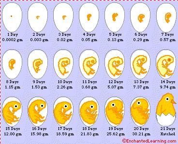 article-new_ehow_images_a04_lq_p3_what-natural-incubation-process-chicken-800x800.jpg